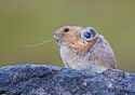 Ochotona princeps (alpina)